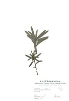 藏品(羅漢松)的圖片